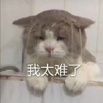 news/201910/5cc169011d534a8734cbeb8ceed94bb9.jpeg